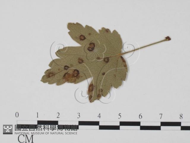 登錄號:F0011885藏品圖，第3張