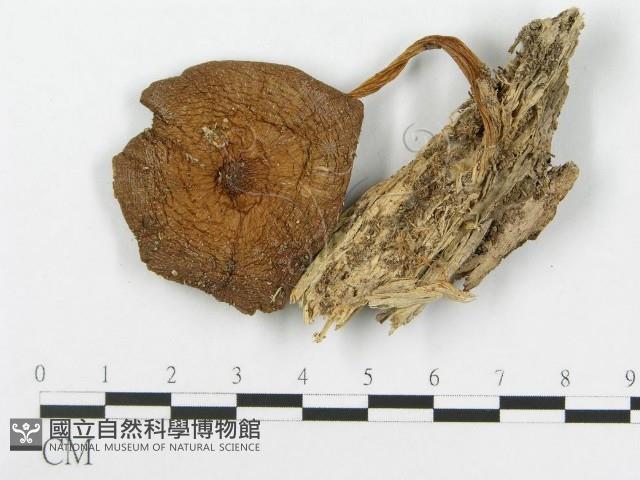 登錄號:F0004885藏品圖，第3張