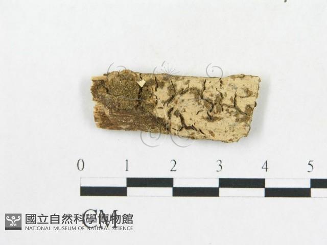 登錄號:F0002885藏品圖，第1張