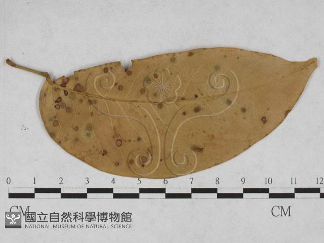 登錄號:F0027885藏品圖，第1張