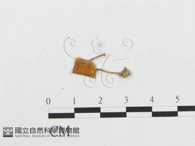 登錄號:F0007885藏品圖，第3張
