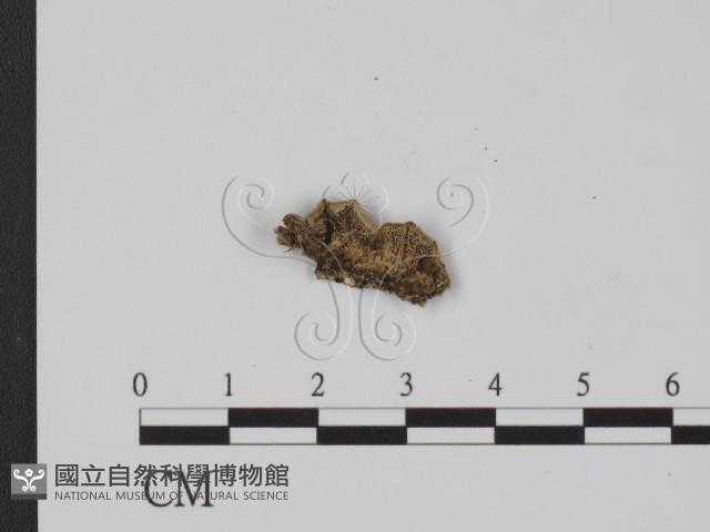 登錄號:F0017885藏品圖，第3張