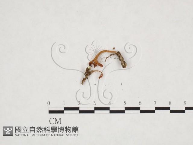 登錄號:F0025885藏品圖，第3張