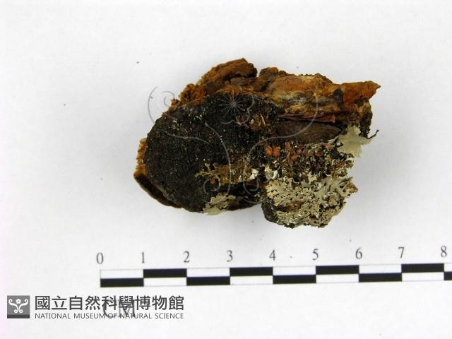 登錄號:F0005885藏品圖，第3張