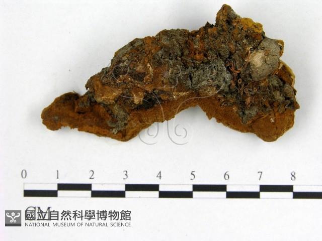 登錄號:F0019885藏品圖，第3張