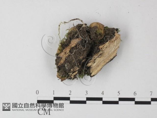 登錄號:F0023885藏品圖，第3張