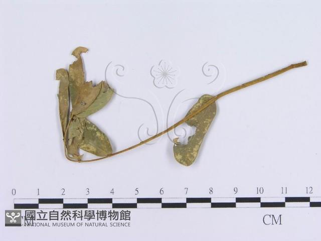 登錄號:F0018985藏品圖，第1張