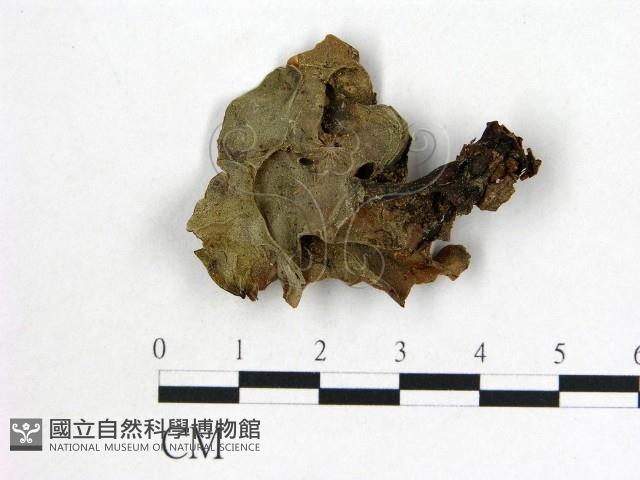 登錄號:F0000985藏品圖，第3張