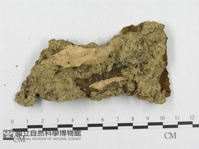登錄號:F0010985藏品圖，第3張
