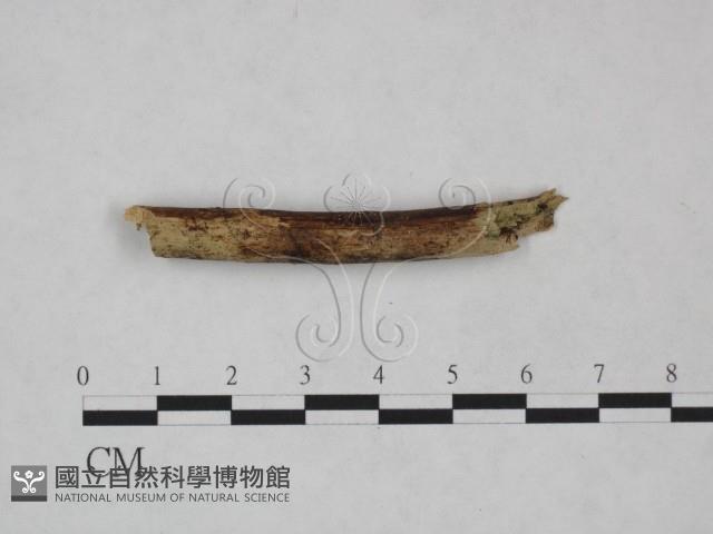 Accession Number:F0024985 Collection Image, Figure 3, Total 3 Figures