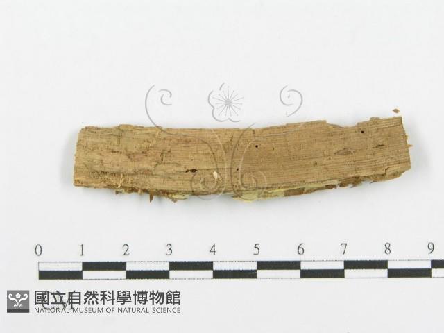 登錄號:F0004985藏品圖，第3張