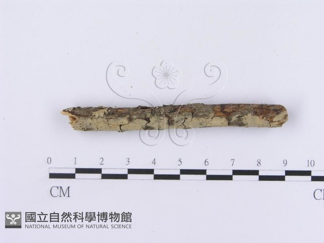 登錄號:F0002985藏品圖，第3張
