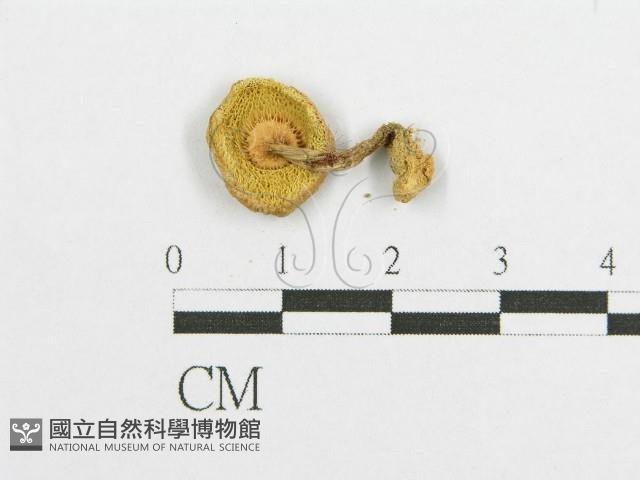 登錄號:F0012985藏品圖，第3張