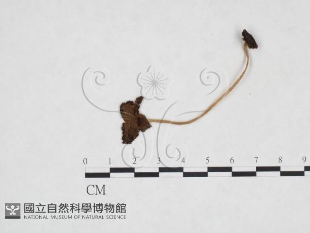 鬼傘屬藏品圖，第3張