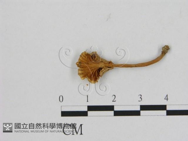 登錄號:F0009985藏品圖，第3張