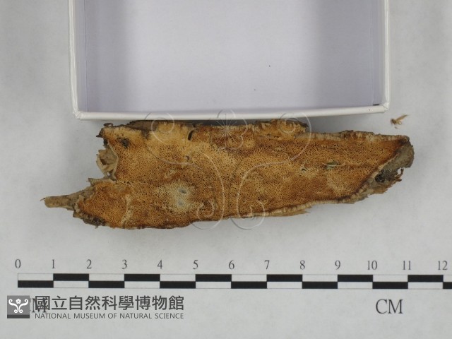 登錄號:F0023985藏品圖，第3張