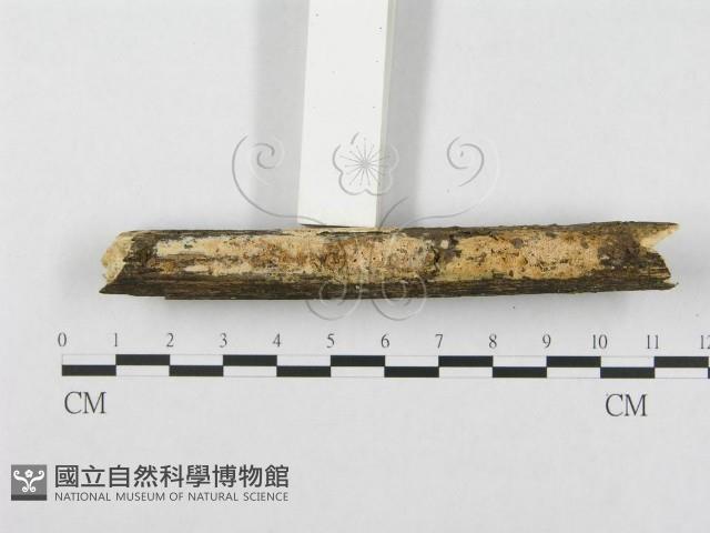 登錄號:F0003985藏品圖，第3張