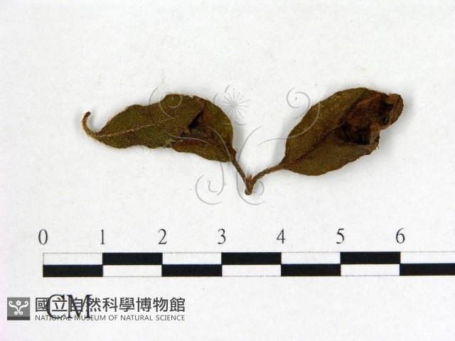 登錄號:F0020685藏品圖，第3張
