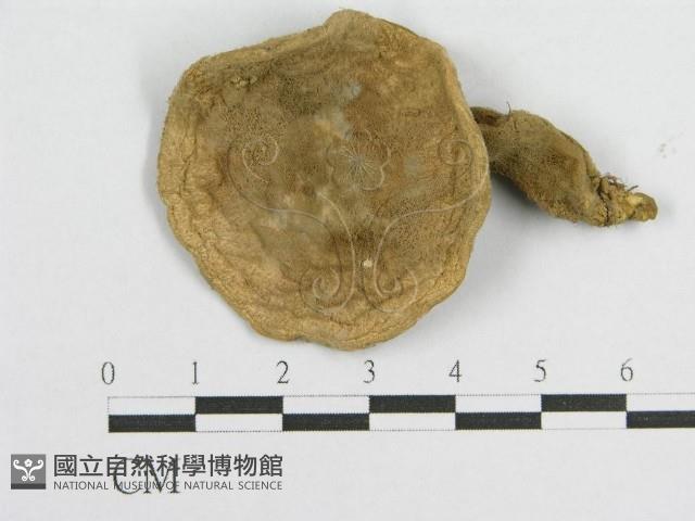 登錄號:F0010685藏品圖，第3張