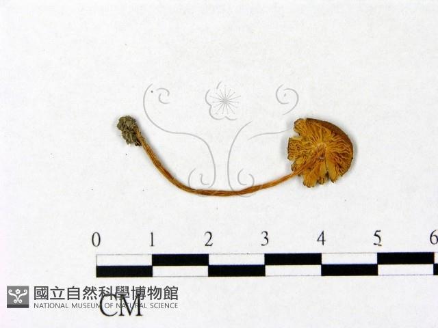 微皮傘屬藏品圖，第3張