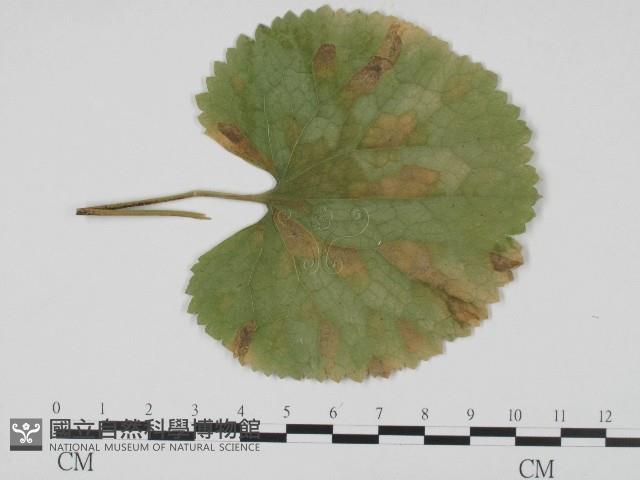 登錄號:F0004685藏品圖，第3張