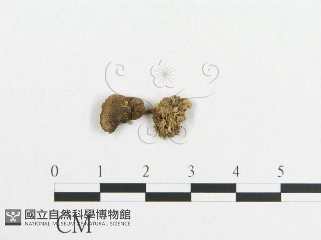 登錄號:F0012685藏品圖，第3張