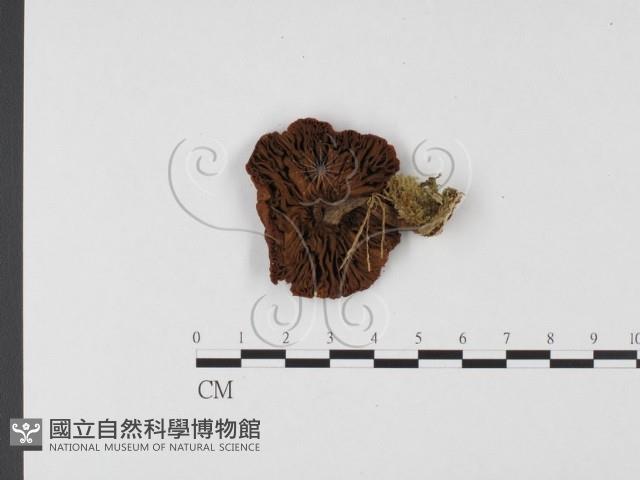 登錄號:F0025685藏品圖，第3張