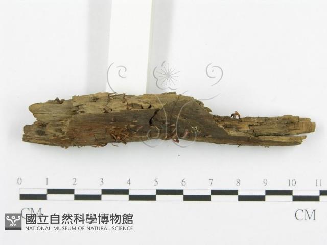 登錄號:F0015685藏品圖，第3張
