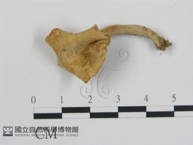 登錄號:F0009685藏品圖，第3張