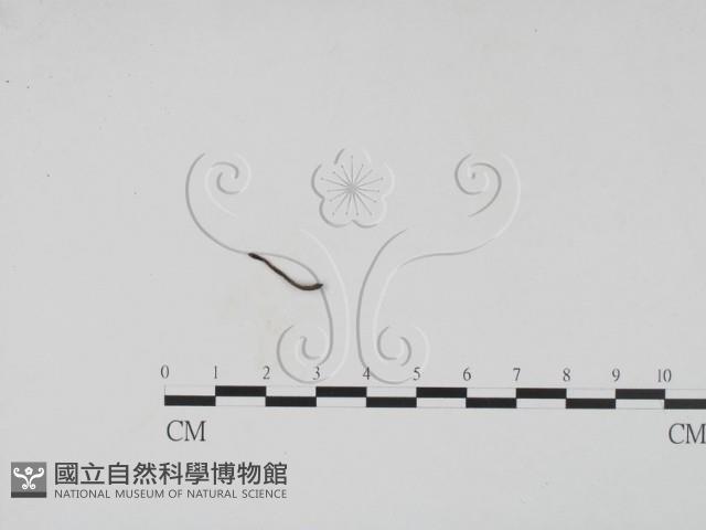 登錄號:F0019685藏品圖，第3張