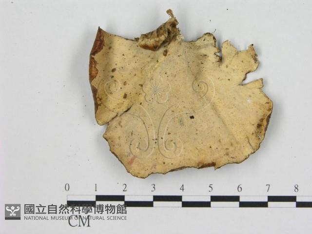 小孔菌屬藏品圖，第3張