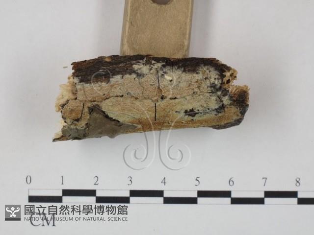 登錄號:F0000485藏品圖，第3張