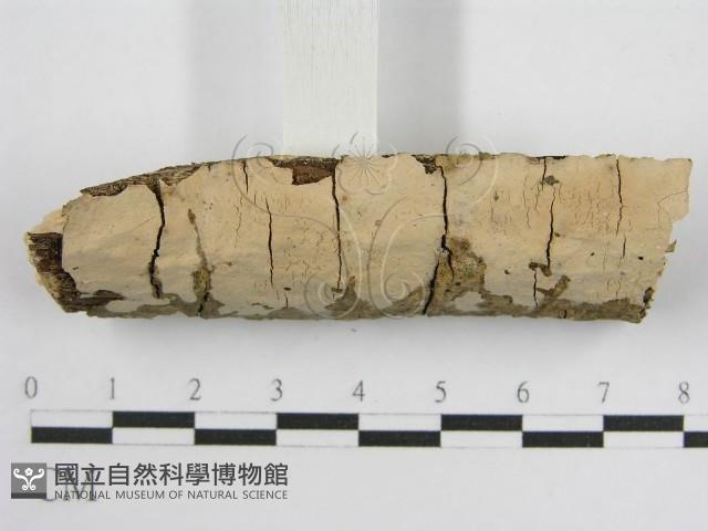 登錄號:F0010485藏品圖，第3張