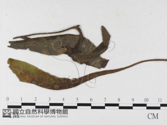 登錄號:F0026485藏品圖，第1張