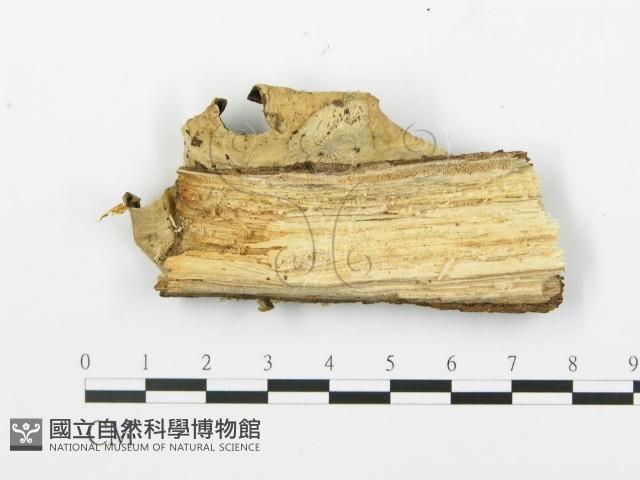 登錄號:F0001485藏品圖，第3張