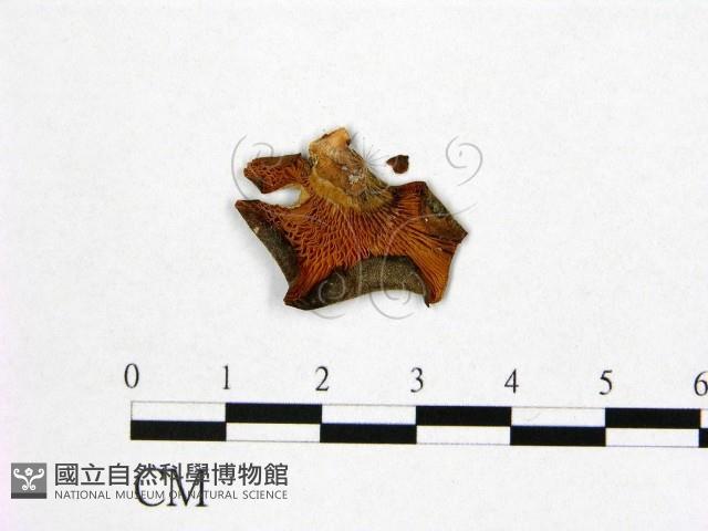 登錄號:F0011485藏品圖，第3張