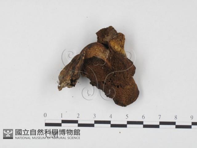 登錄號:F0024485藏品圖，第3張