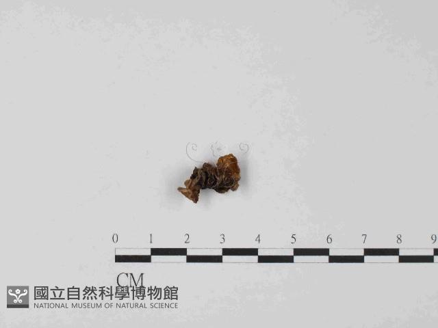 登錄號:F0014485藏品圖，第3張