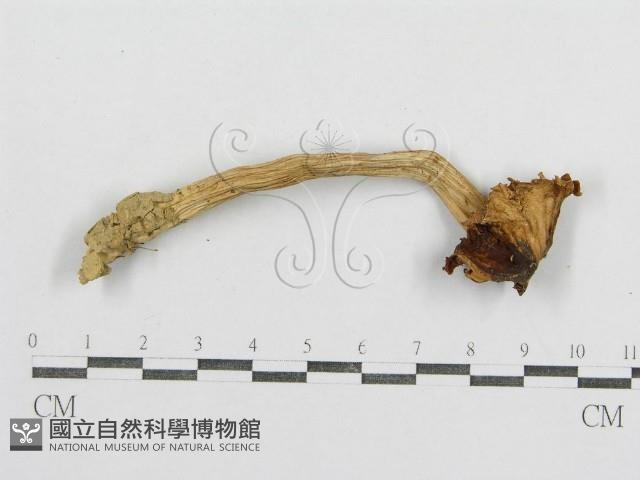 紅菇屬藏品圖，第3張