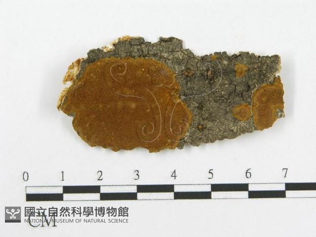 登錄號:F0017485藏品圖，第1張
