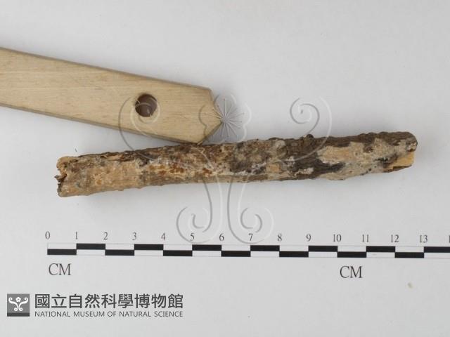登錄號:F0025485藏品圖，第3張
