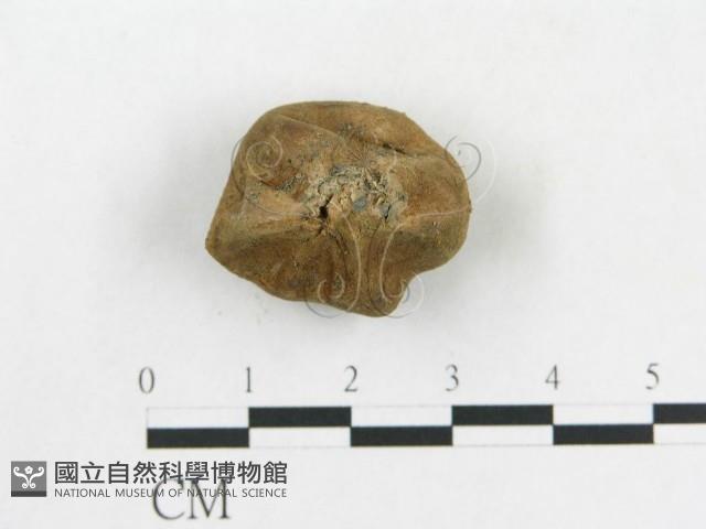 登錄號:F0005485藏品圖，第3張