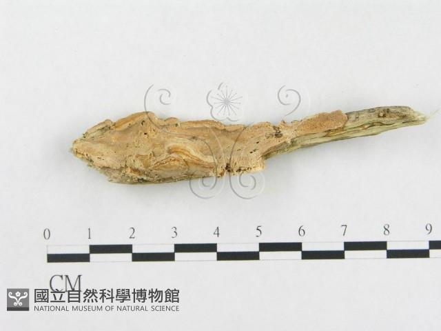 登錄號:F0015485藏品圖，第3張