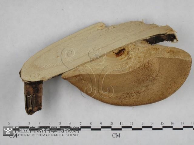 登錄號:F0008785藏品圖，第3張