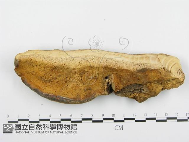 登錄號:F0018785藏品圖，第1張