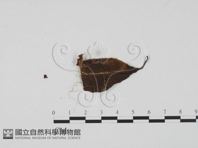 登錄號:F0020785藏品圖，第3張