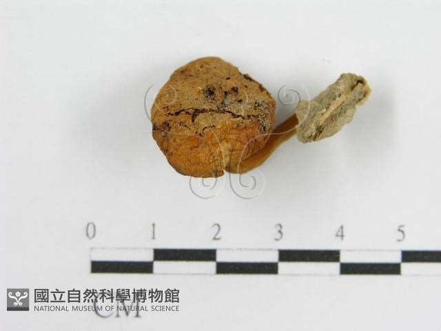 登錄號:F0010785藏品圖，第3張