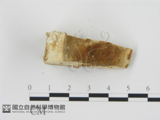 登錄號:F0006785藏品圖，第3張