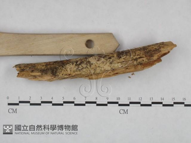 登錄號:F0021785藏品圖，第3張