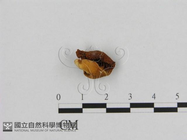 登錄號:F0001785藏品圖，第3張